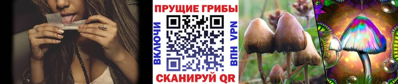 ОМГ ОМГ ТОР  где купить наркоту  Сосновый Бор  Псилоцибиновые грибы Cubensis 